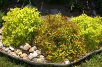 красавицы мои