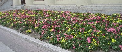 клумба непонятная.JPG