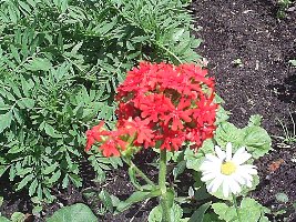 Огород 076.jpg